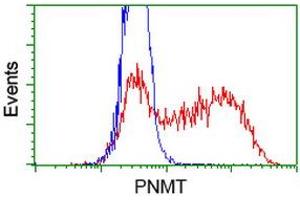 HEK293T cells transfected with either RC206586 overexpress plasmid (Red) or empty vector control plasmid (Blue) were immunostained by anti-PNMT antibody (ABIN2454519), and then analyzed by flow cytometry. (PNMT 抗体)