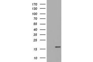 HEK293T cells were transfected with the pCMV6-ENTRY control (Left lane) or pCMV6-ENTRY TTC32 (Right lane) cDNA for 48 hrs and lysed. (TTC32 抗体)