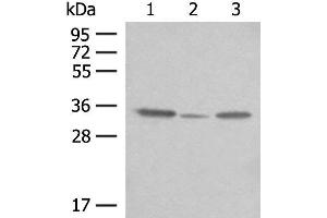 Western blot analysis of OP9 HepG2 and NIH/3T3 cell lysates using CNPY3 Polyclonal Antibody at dilution of 1:400 (TNRC5 抗体)