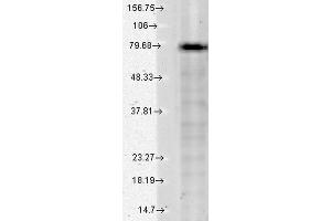Western Blot analysis of Human Cell lysates showing detection of KCNQ1 protein using Mouse Anti-KCNQ1 Monoclonal Antibody, Clone S37A-10 . (KCNQ1 抗体  (AA 2-101) (Atto 594))