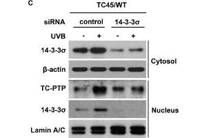 Western Blotting (WB) image for anti-Stratifin (SFN) antibody (ABIN2854867)