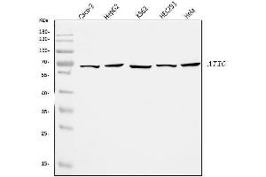 Western blot analysis of ATIC using anti-ATIC antibody (ABIN7601511).