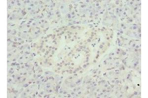 Immunohistochemistry of paraffin-embedded human pancreatic tissue using ABIN7161578 at dilution of 1:100 (NMNAT1 抗体  (AA 1-279))