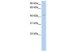 PECI antibody used at 1 ug/ml to detect target protein. (PECI/ECI2 抗体  (Middle Region))