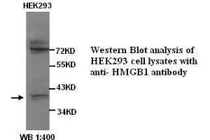 Image no. 1 for anti-High Mobility Group Box 1 (HMGB1) antibody (ABIN790975) (HMGB1 抗体)