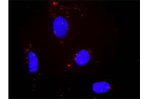 Proximity Ligation Assay (PLA) image for anti-Protein tyrosine Phosphatase, Receptor Type, R (PTPRR) (AA 1-657) antibody (ABIN519538)
