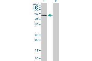 Western Blot analysis of NUP85 expression in transfected 293T cell line by NUP85 MaxPab polyclonal antibody. (NUP85 抗体  (AA 1-656))