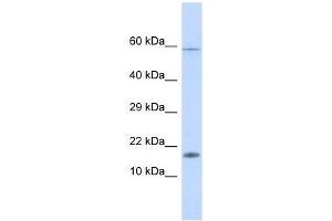 Western Blot showing HERC4 antibody used at a concentration of 1. (HERC4 抗体  (Middle Region))