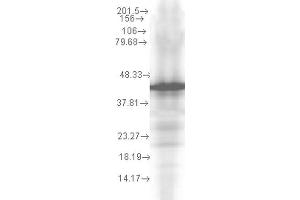 Western Blot analysis of Yeast recombinant cell lysate showing detection of Hsp40 protein using Mouse Anti-Hsp40 Monoclonal Antibody, Clone 2A7. (DNAJB1 抗体  (HRP))