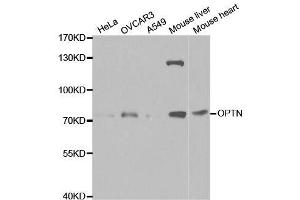 Western blot analysis of extracts of various cell lines, using OPTN antibody. (OPTN 抗体  (AA 1-577))