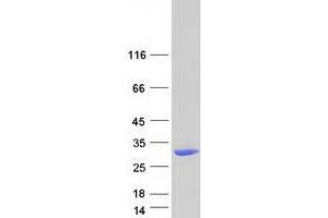 DHRS11 Protein (Myc-DYKDDDDK Tag)