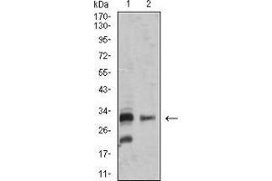 Western blot analysis using TNFSF13B mouse mAb against SK-N-SH (1) and MOLT4 (2) cell lysate. (BAFF 抗体  (AA 116-278))