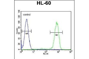 Flow cytometric analysis of HL-60 cells (right histogram) compared to a negative control cell (left histogram). (Caspase 12 抗体  (AA 165-193))