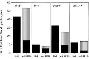 Anti-CD154-facilitated alloengraftment is multilineage. (Armenian Hamster IgG 同型对照)