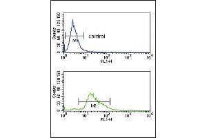 PLG Antibody (C-term) (ABIN391479 and ABIN2841449) flow cytometry analysis of K562 cells (bottom histogram) compared to a negative control cell (top histogram). (PLG 抗体  (C-Term))