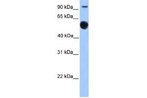 WB Suggested Anti-EBF1 Antibody Titration:  0. (EBF1 抗体  (N-Term))