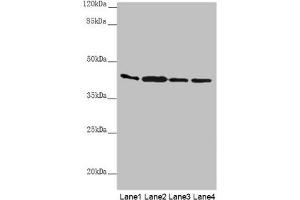 Western blot All lanes: AKR7A2 antibody at 0. (AKR7A2 抗体  (AA 100-359))