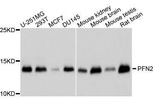 Western blot analysis of extracts of various cell lines, using PFN2 antibody (ABIN5995368) at 1/1000 dilution. (PFN2 抗体)