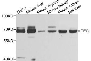 Western blot analysis of extracts of various cell lines, using TEC antibody (ABIN4905390) at 1:1000 dilution. (NR4A3 抗体)