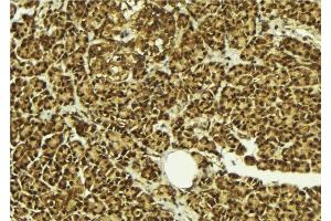 ABIN6279094 at 1/100 staining Mouse pancreas tissue by IHC-P. (AFF4 抗体  (C-Term))