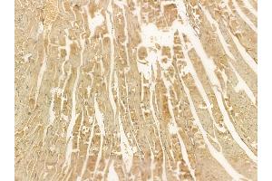 PEX7 Mouse Monoclonal Antibody at 1/100 staining mouse heart tissue by IHC-P. (PEX7 抗体  (C-Term))