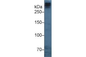 Mouse Capture antibody from the kit in WB with Positive Control: Human serum. (APOB ELISA 试剂盒)