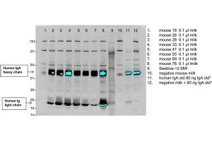 Identification of b12A2 antibody secreted in the milk of transgenic mice using western blotLanes 1-8 are milk samples collected from individual mice, lane 9 is the molecular weight marker, lane 10 is milk from a negative control mouse, lane 11 is a known concentration of standard human IgA (p/n 009-0106) at 80 ng/lane, lane 12 is negative control mouse milk spiked with standard human IgA. (Human IgA 同型对照)