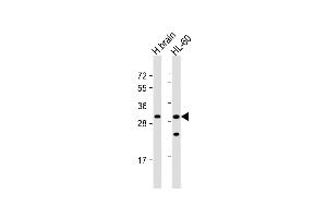 All lanes : Anti-FGFBP3 Antibody (C-term) at 1:1000 dilution Lane 1: human brain lysate Lane 2: HL-60 whole cell lysate Lysates/proteins at 20 μg per lane. (FGFBP3 抗体  (C-Term))