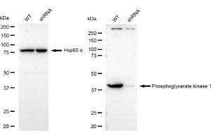 Western blotting analysis using Phosphoglycerate kinase 1 antibody (ABIN7799810). (Recombinant PGK1 抗体)