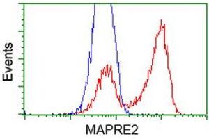 HEK293T cells transfected with either RC200259 overexpress plasmid (Red) or empty vector control plasmid (Blue) were immunostained by anti-MAPRE2 antibody (ABIN2454584), and then analyzed by flow cytometry. (MAPRE2 抗体)