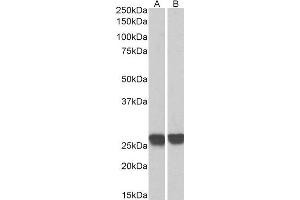 Biotinylated ABIN4902647 (0. (GRB2 抗体  (C-Term) (Biotin))