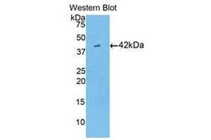 Western Blotting (WB) image for anti-Creatine Kinase, Brain (CKB) (AA 11-367) antibody (ABIN1858410) (CKB 抗体  (AA 11-367))