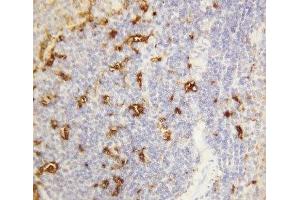 IHC-P: Alpha Amylase 1 antibody testing of rat spleen tissue (Alpha-amylase 1 抗体  (N-Term))