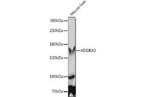 Western blot analysis of extracts of Mouse liver, using  Rabbit pAb (ABIN7267292) at 1:1000 dilution.