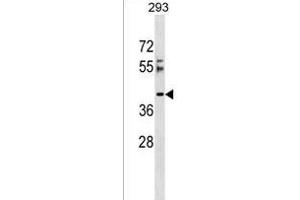 RSRC2 Antibody (N-term) (ABIN1539563 and ABIN2849285) western blot analysis in 293 cell line lysates (35 μg/lane). (RSRC2 抗体  (N-Term))