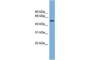 WB Suggested Anti-HLA-F Antibody Titration:  0. (HLA-F 抗体  (N-Term))