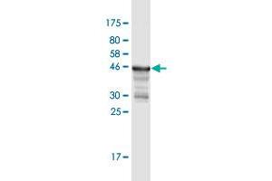 Western Blot detection against Immunogen (49. (MREG 抗体  (AA 1-214))