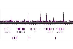 RBBP5 antibody (pAb) tested by ChIP-Seq. (RBBP5 抗体  (C-Term))