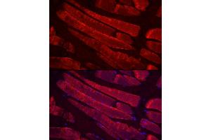 Immunofluorescence analysis of rat skeletal muscle cells using MYH4 Rabbit pAb (ABIN7268749) at dilution of 1:100 (40x lens). (MYH4 抗体  (AA 1450-1550))