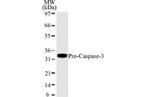 Image no. 1 for anti-Caspase 3 (CASP3) antibody (ABIN208187) (Caspase 3 抗体)