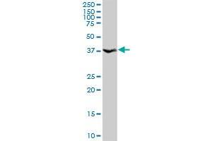ANXA10 MaxPab rabbit polyclonal antibody. (Annexin a10 抗体  (AA 1-324))