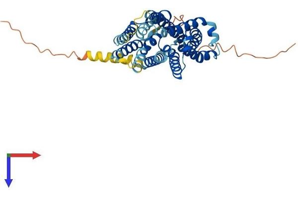 SLC35F2 Protein (AA 1-375) (His tag)