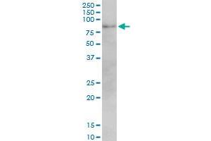 Western Blotting (WB) image for anti-Mitofusin 2 (MFN2) (AA 661-758) antibody (ABIN599101) (MFN2 抗体  (AA 661-758))