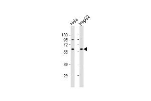 All lanes : Anti-NRT1 Antibody (N-term) at 1:1000 dilution Lane 1: Hela whole cell lysate Lane 2: HepG2 whole cell lysate Lysates/proteins at 20 μg per lane. (NAPRT1 抗体  (N-Term))