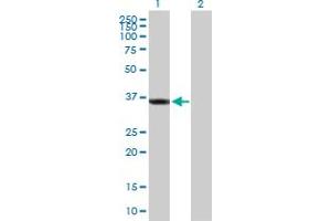 Western Blot analysis of SGTA expression in transfected 293T cell line by SGTA MaxPab polyclonal antibody. (SGTA 抗体  (AA 1-313))