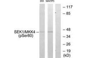Western blot analysis of extracts from 293 cells and NIH-3T3 cells, using SEK1/MKK4 (Phospho-Ser80) Antibody. (MAP2K4 抗体  (pSer80))