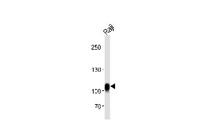 Western blot analysis in Raji cell line lysates (35ug/lane).