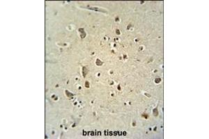 ATPGD1 antibody (N-term) (ABIN654537 and ABIN2844255) immunohistochemistry analysis in formalin fixed and paraffin embedded human brain tissue followed by peroxidase conjugation of the secondary antibody and DAB staining. (CARNS1 抗体  (N-Term))