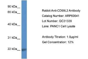 Western Blotting (WB) image for anti-CD99 Molecule-Like 2 (CD99L2) (Middle Region) antibody (ABIN2788521) (CD99L2 抗体  (Middle Region))