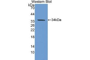Western Blotting (WB) image for anti-Carbonic Anhydrase VB, Mitochondrial (CA5B) (AA 34-317) antibody (ABIN1077896) (CA5B 抗体  (AA 34-317))